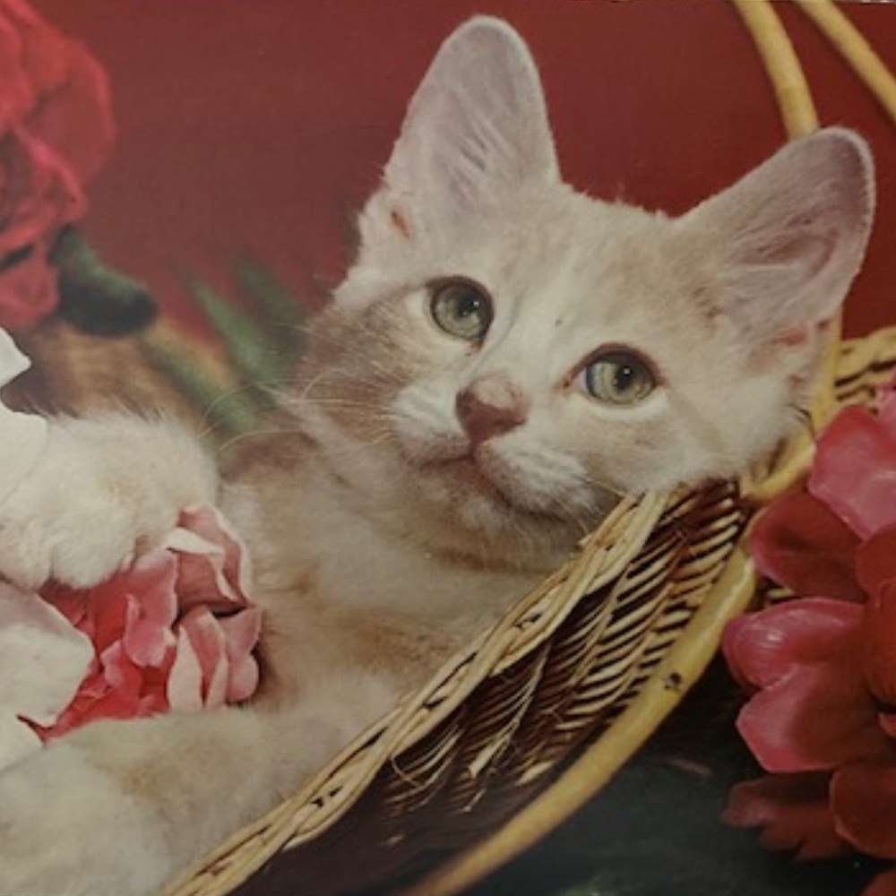 ~~~Sweet Dreams~~~